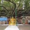 Vi porto con me nel mio straordinario viaggio sulle tracce del Buddha